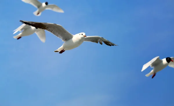 Gaivotas do mar tiram uma foto de close-up no mar azul — Fotografia de Stock