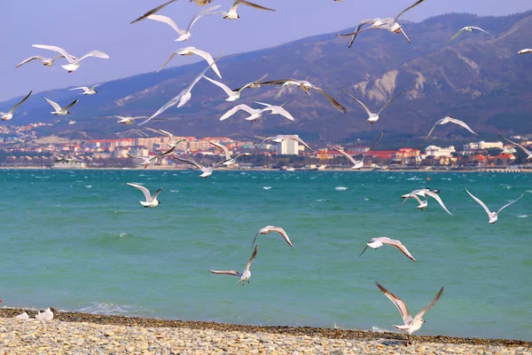 Sea gulls take close-up photo on the black sea coast — Stock Photo, Image