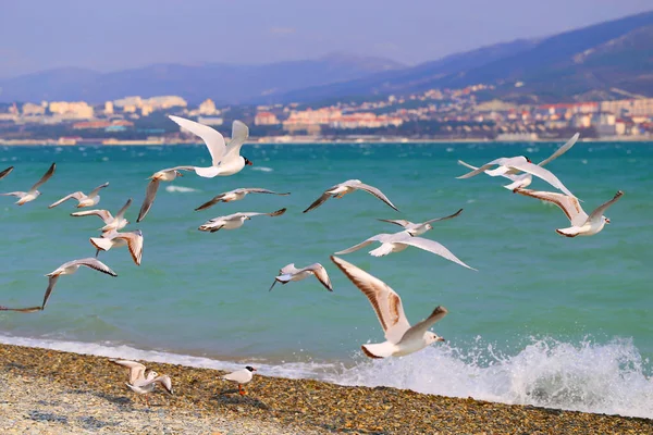 Gabbiani scattare foto da vicino sulla costa del Mar Nero — Foto Stock