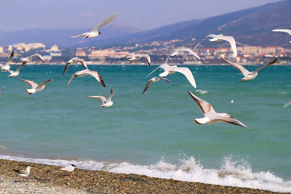 Gabbiani scattare foto da vicino sulla costa del Mar Nero — Foto Stock