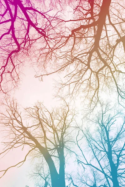 Close up photo of trees against a multicolored abstract background — Stock Photo, Image