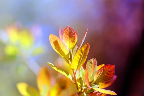Hermosa Foto Hojas Jóvenes Primavera Árboles Sobre Fondo Multicolor — Foto de Stock
