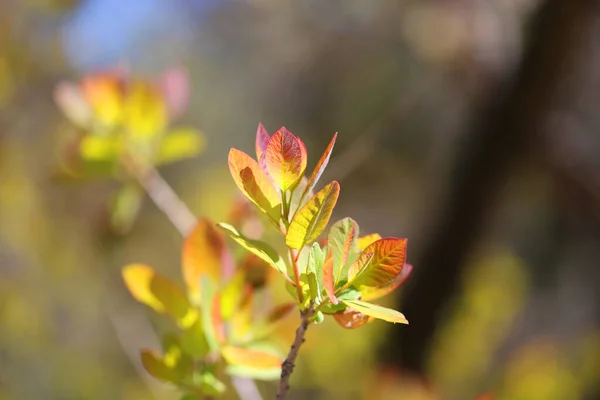 Çok Renkli Arka Planda Genç Bahar Yapraklarının Güzel Bir Fotoğrafı — Stok fotoğraf