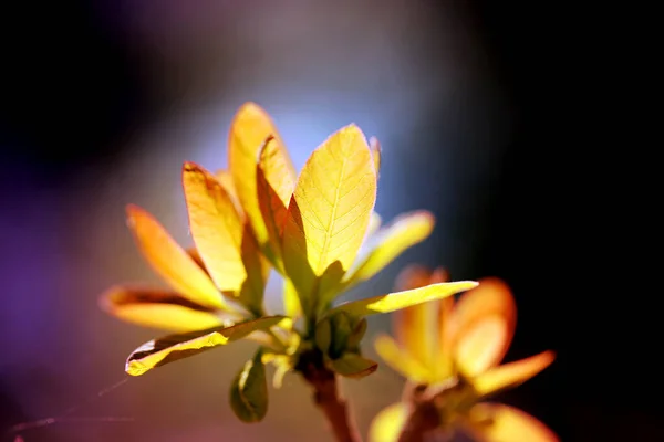 Hermosa Foto Hojas Jóvenes Primavera Árboles Sobre Fondo Multicolor — Foto de Stock