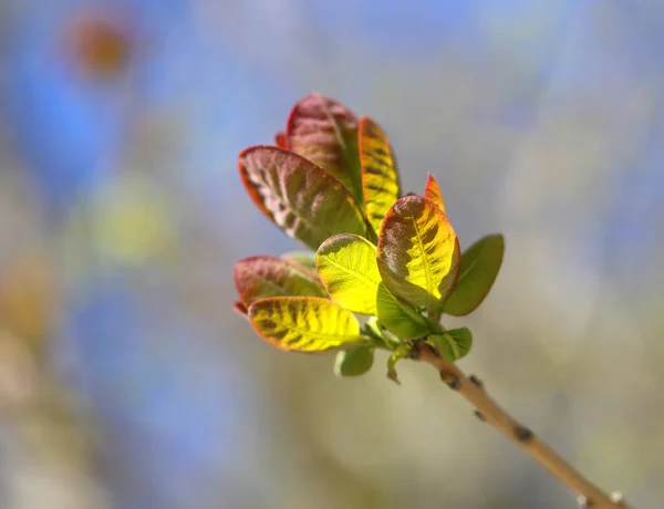 Красивая Фотография Молодых Весенних Листьев Деревьев Разноцветном Фоне — стоковое фото
