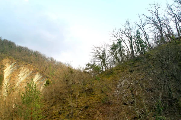 Belle Photo Paysages Forêt Montagne Contre Ciel Bleu Près — Photo