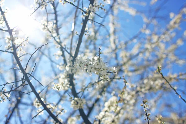 Весняні різнокольорові квіти на розмитому фоні — стокове фото