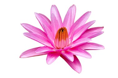 pembe nilüfer çiçeği