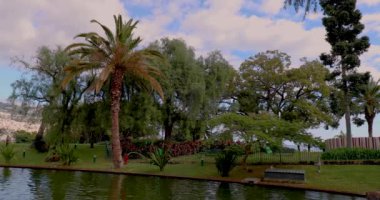 Göl suyu bahçesi. Parktaki palmiye ağaçları. Yeşil orman doğayı besler. Güzel bir yaz manzarası. Funchal, Madeira Adası, Portekiz. Tropik bitki örtüsü ortamı. 