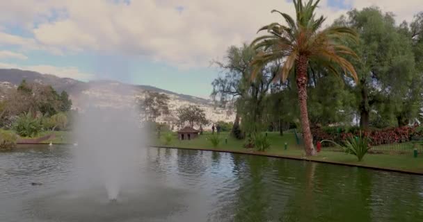 池塘湖水花园 公园里的棕榈树绿色森林植物的自然 美丽的夏季景观地标 葡萄牙马德拉岛Funchal 热带植物环境 — 图库视频影像