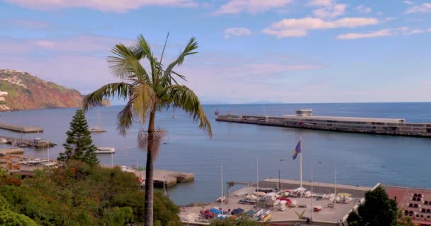 葡萄牙马德拉岛Funchal 棕榈树 水景夏游 美丽的热带海景海岸线 充满异国情调的葬礼大西洋中的马德拉岛 棕榈树蓝天 — 图库视频影像