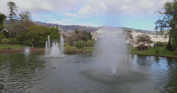Vodní Zahrada Jezera Palmy Parku Příroda Zelených Lesních Rostlin Krásná — Stock video
