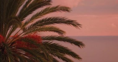 Tropik ada cennetinde gün doğumu. Plaj palmiyesi, turuncu güneş. Seyahat, tatil, doğa manzarası. Denizde gün batımı, okyanus. Gökyüzüne karşı güzel bir sahil ağacı silueti. Açık hava tatili geçmişi.