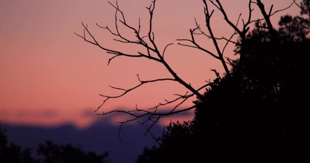 Σκιαγραφία Κλαδιών Δέντρων Ενάντια Στον Ουρανό Ηλιοβασιλέματος Όμορφο Πορτοκαλί Κόκκινο — Αρχείο Βίντεο