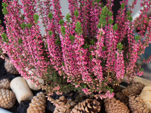 Pink flowers bed bush with pine tree cones and wine corks as landscaping, gardening decoration. Ground soil material for protection or landscaped flowerbed.