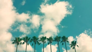 Uzun palmiye ağaçları beyaz bulutlu mavi gökyüzüne karşı. Tropik tatil gezisi plaj geçmişi. Sıcak okyanus tatil köyündeki yüksek egzotik bitki. Los Angeles California, ABD palmiye ağaçları. Boş kopyalama alanı. Karayipler, Florida, Honolulu, Hawaii.