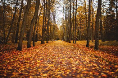 Kırmızı sonbahar Şehir Parkı