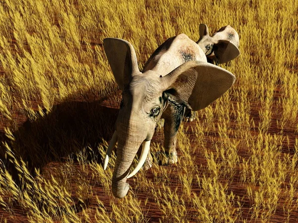 Elefant på fältet. — Stockfoto