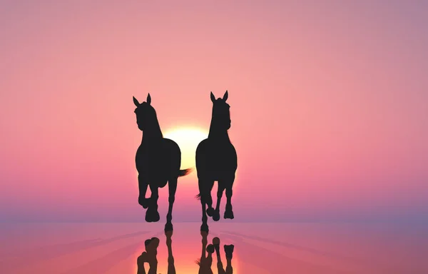 Chevaux au coucher du soleil . — Photo