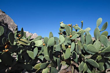 farklı dikenli armut bitkileri ve sulu olgun meyveleri 