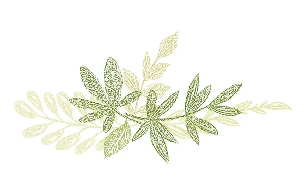 Verde botánico dibujado a mano composición de la hoja — Archivo Imágenes Vectoriales
