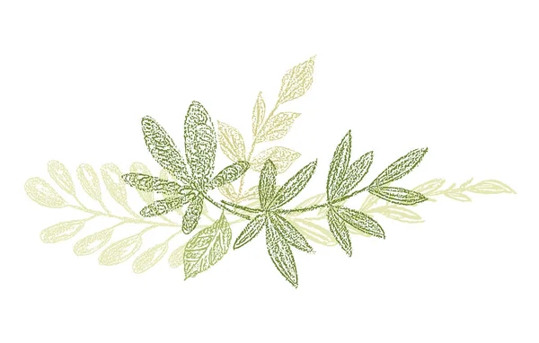 Green botanical hand drawn leaf composition — Stock Photo, Image