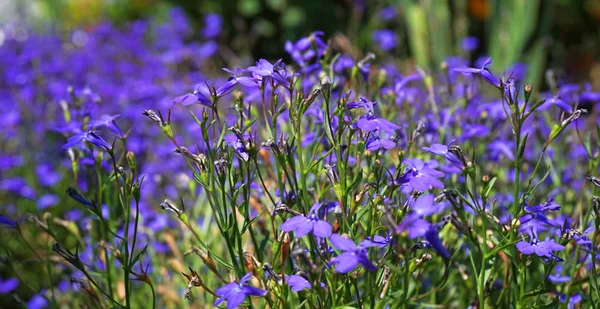 Mavi lobelia çiçekler — Stok fotoğraf