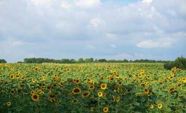 önce yağmur ayçiçeği tarlası