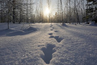 kış orman karda ayak izleri