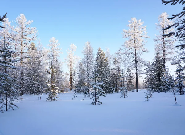 Bosque paisaje invierno lejano norte — Foto de Stock