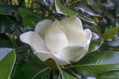 Büyük beyaz manolya ve sulu parlak yeşil yapraklar, açılmamış çiçek
