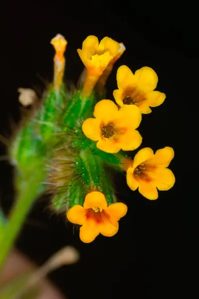 O Wildflower Amsinckia comum do Arizona — Fotografia de Stock