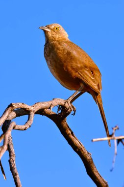 Eğri Bill Thrasher tünemiş