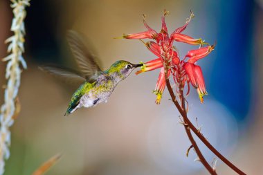 Arizona kadın Anna Hummingbird Aloe üzerinde besleme