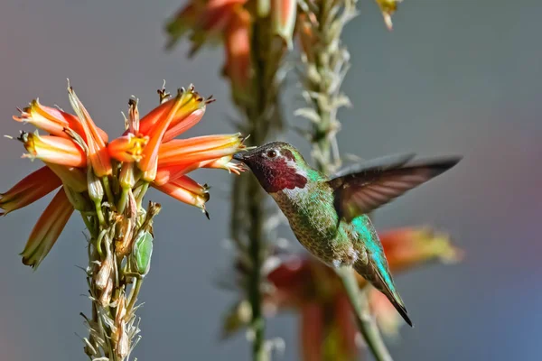 Hummingbird Hybrid in Arizona — Stock Photo, Image