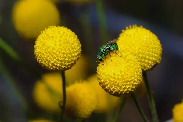 Green Jewel Bee feeding on Arizona Wildflower — Stock Photo, Image