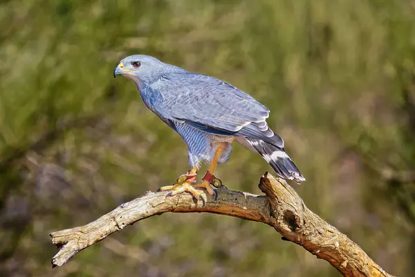 Halcón gris de Arizona Imágenes de stock libres de derechos