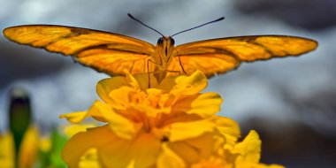 Julia bir çiçek tadını çıkarma Butterfly