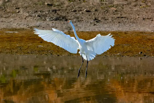 グレート ホワイト白鷺アリゾナ池に着陸 — ストック写真