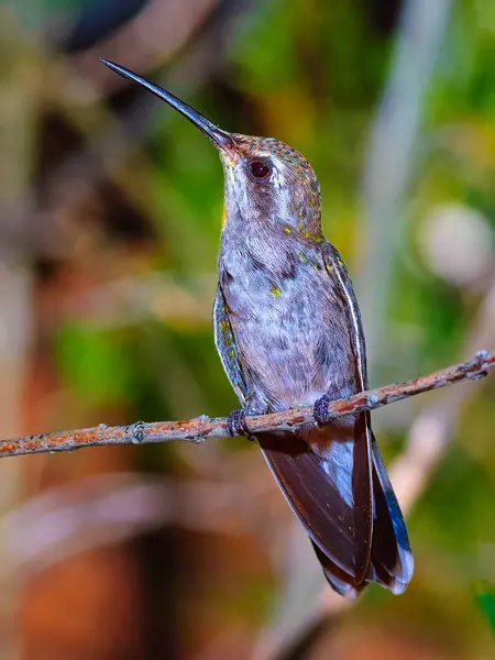 Arizona niebieski Throated Hummingbird wznosi się — Zdjęcie stockowe