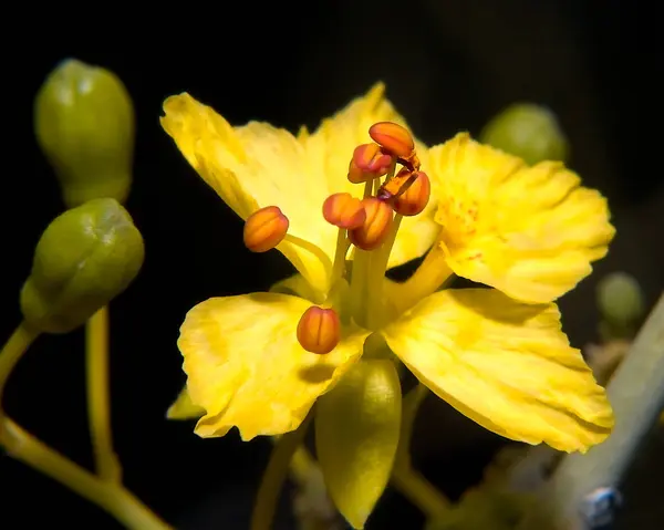 Blume des Palo Verde Baum — Stockfoto