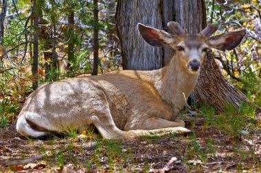 Bambi rahatlatıcı Kaibab ormanda