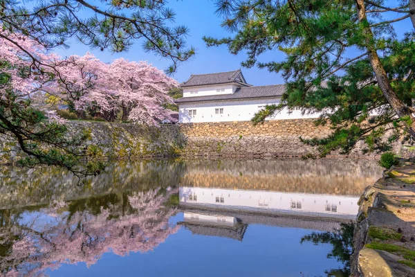 Hikone замок навесні — стокове фото