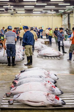 tsukiji balık pazarı