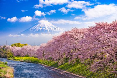 Fuji Mountain in Spring clipart