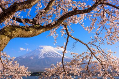 Mt. Fuji ve kiraz çiçekleri
