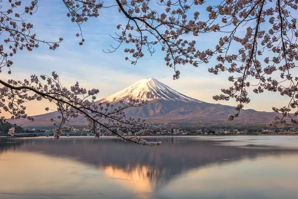 Mt. Fuji e fiori di ciliegio — Foto Stock