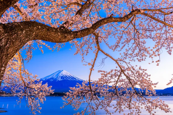 Mt. Fuji und Kirschblüten — Stockfoto