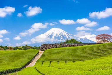 Mt. Fuji ve çay alanları