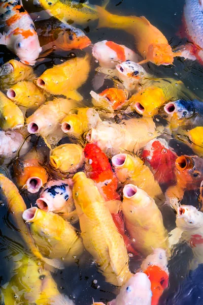 Japanese Koi Fish — Stock Photo, Image